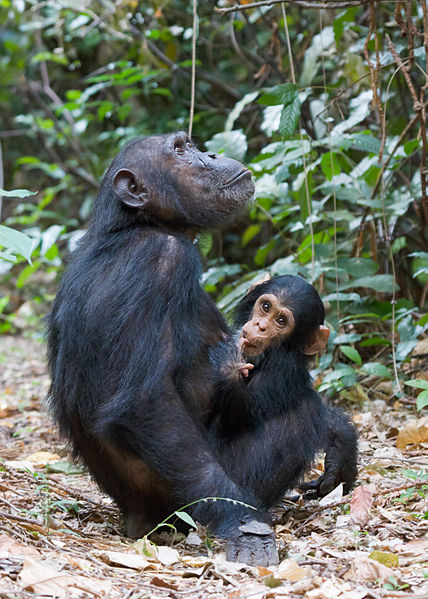Schimpansenmutter mit Kind